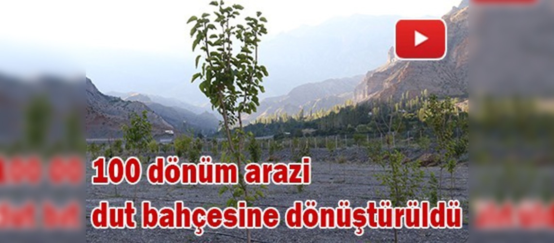 Erzurum'da örnek dut bahçesi