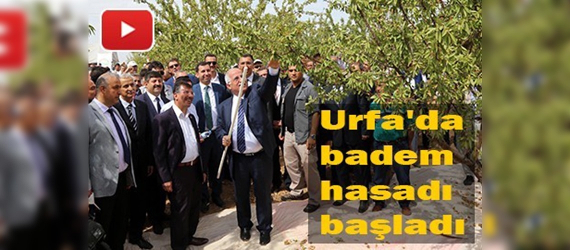 Urfa, badem üretiminde söz sahibi olacak