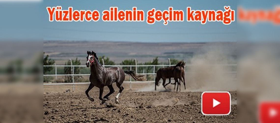 Safkan Arap Atları Suruç Ovası'nda yetişiyor