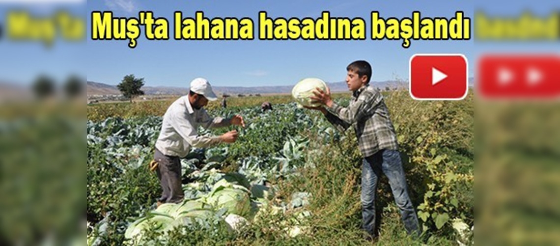 Muş'ta lahana hasadına başlandı