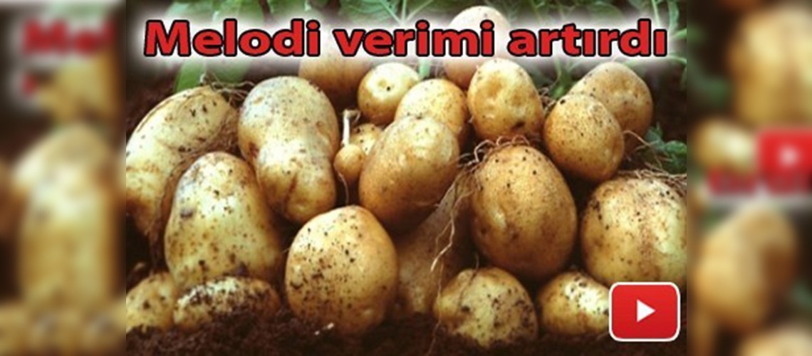 Melodi ve Agria cinsi patateslerin verimi yüksek