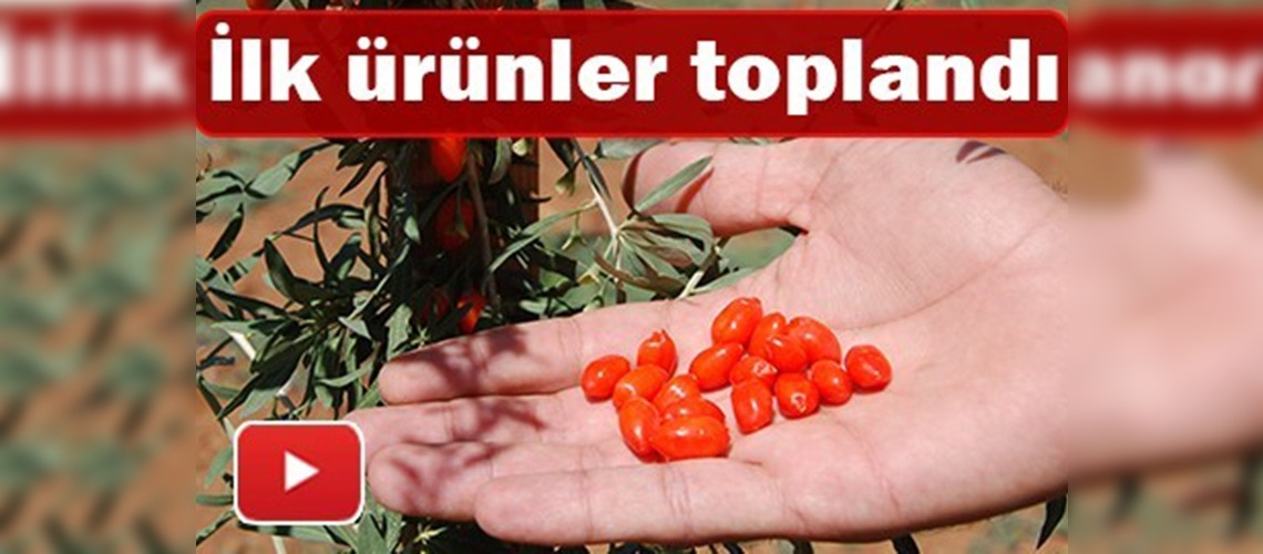 Kahramanmaraş'ta ''goji berry'' sevinci