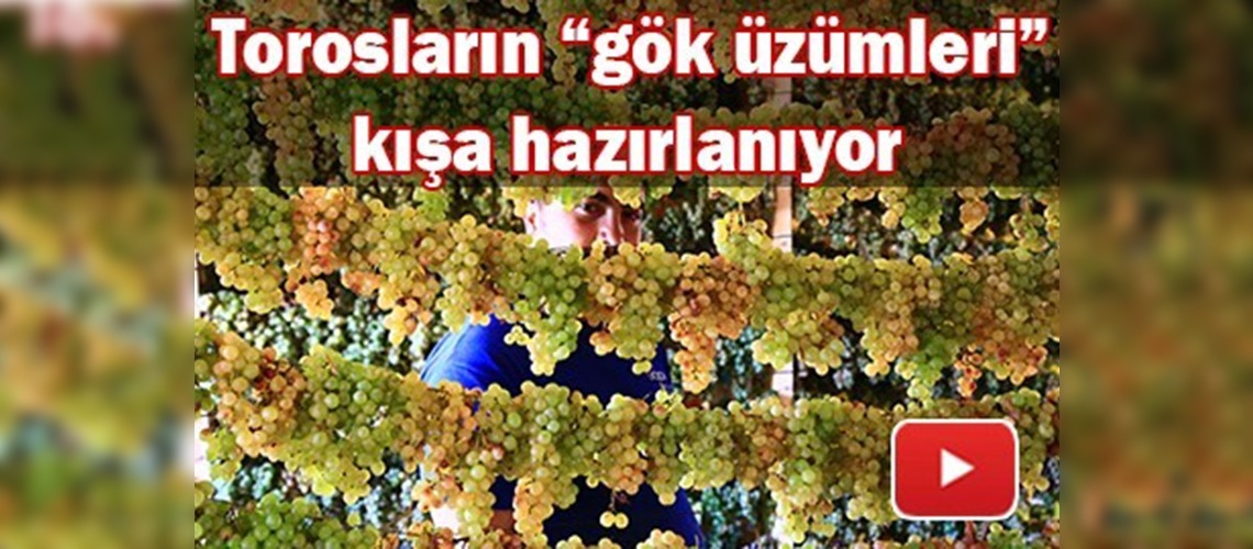 Gök üzümler tavan arasında kurutuluyor