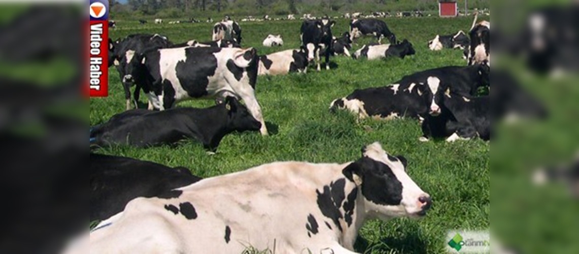 2012de sığır ve süt üretimi artacak