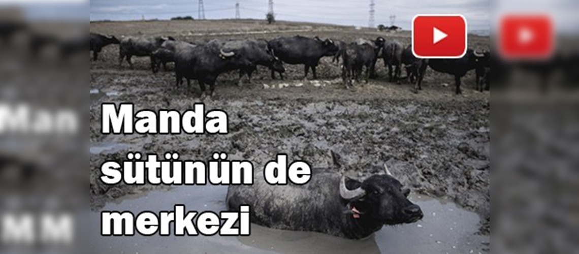 İstanbul, manda sütü üretiminin de merkezi