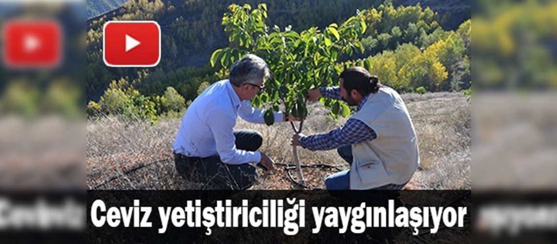 Gümüşhane'de ceviz yetiştiriciliği yaygınlaşıyor