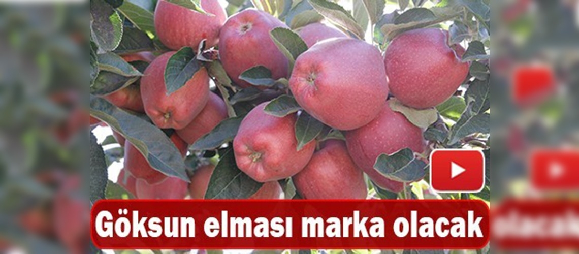Göksun, elma festivaline hazırlanıyor