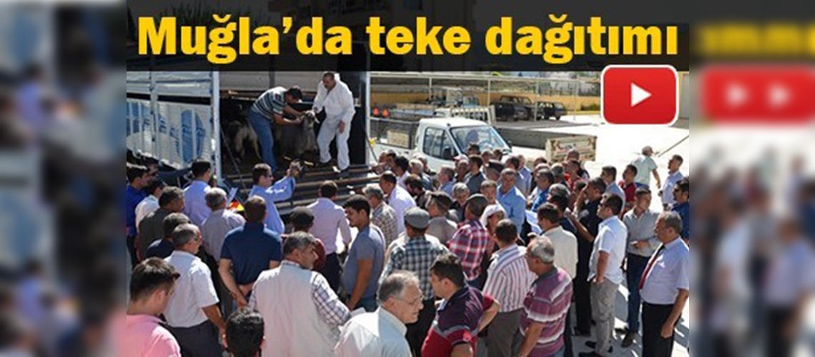 Muğla'da 126 tane kıl keçisi tekesi oğlağı dağıtıldı