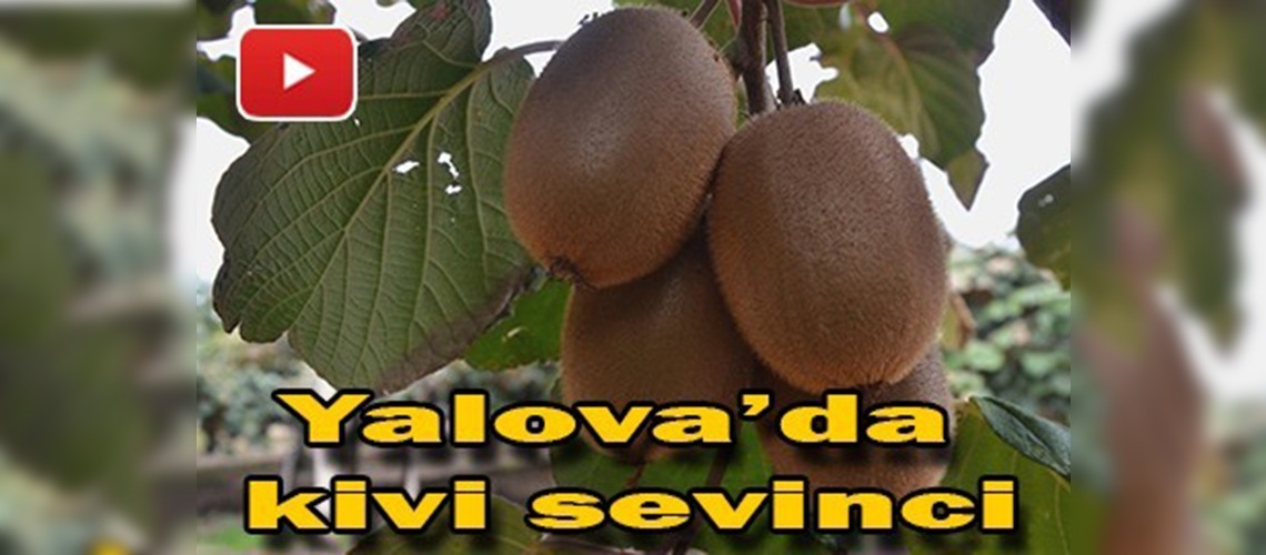 Kivi üreticisinin yüzü gülüyor