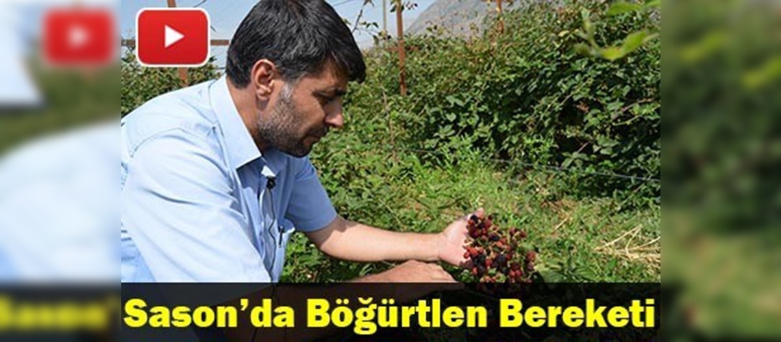 Sason'da tütüne alternatif böğürtlen yetiştiriliyor