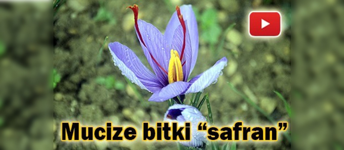 Safran üreticisinin yüzünü güldürdü