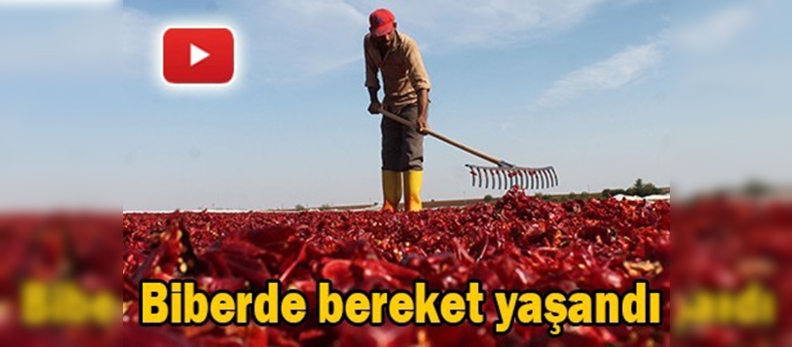 Adıyamanlı çiftçilerin yüzü biberle güldü