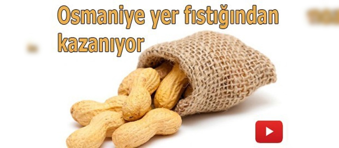 Osmaniye'de yer fıstığı sanayii ve istihdamı genişliyor