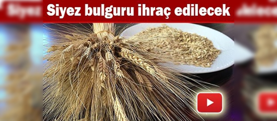 ''Bulgurun atası'' siyez İtalya yolunda 