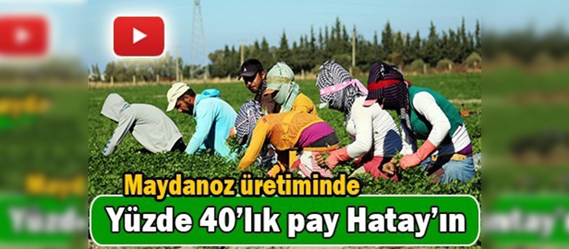Türkiye'nin maydanozu Hatay'dan