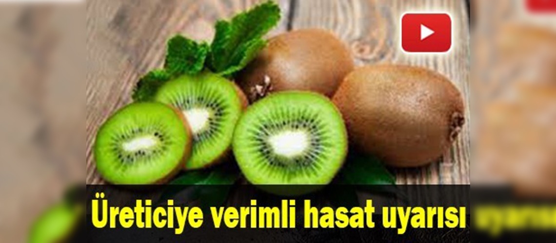 Kivi hasadında ince ayar