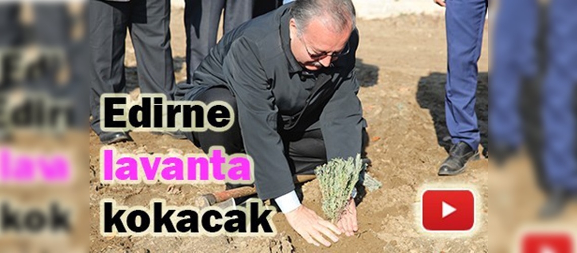 10 dekar araziye 20 bin lavanta dikildi