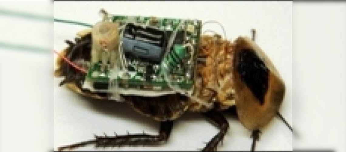 Robot böcekler hayat kurtaracak