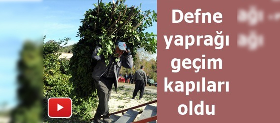 Orman köylüsü defne yaprağıyla geçiniyor