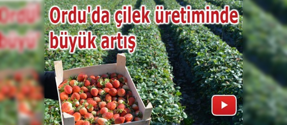 Fındık üreticileri çilekten memnun