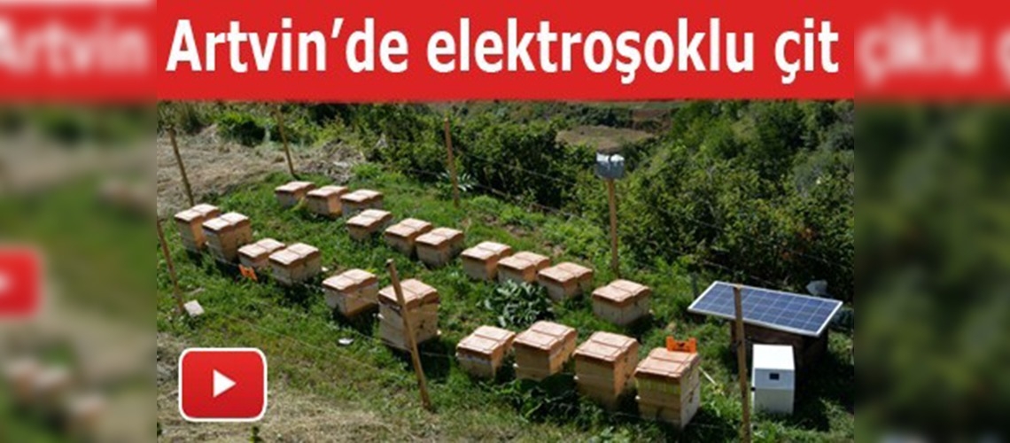 Ayılara elektroşoklu önlem