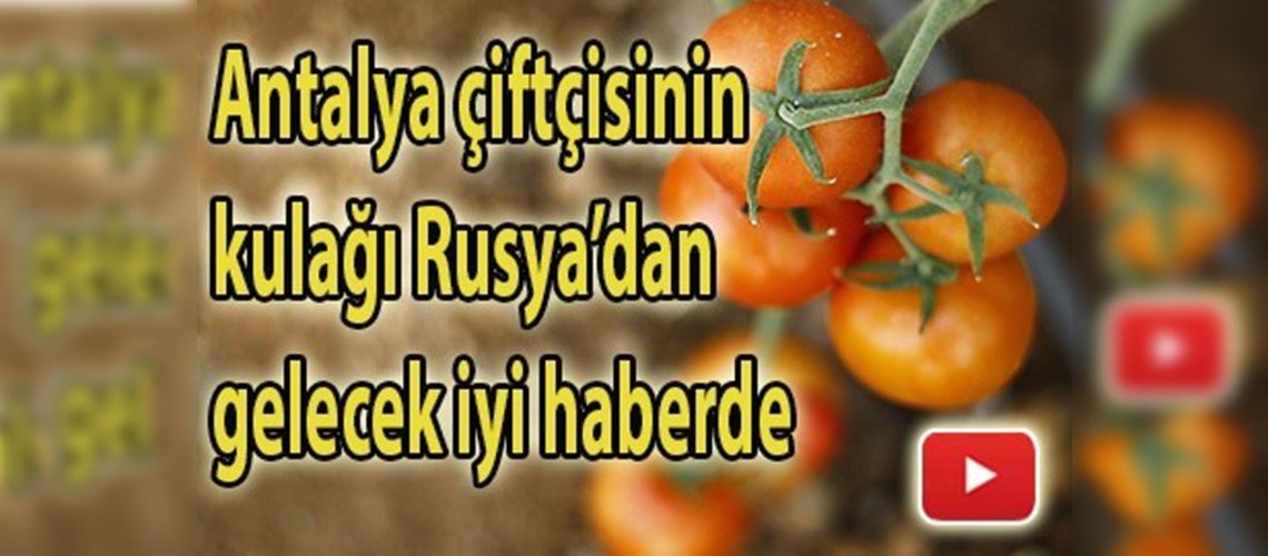 Serik domates ihracatına hazır