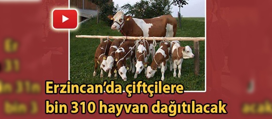 Süt parasına karşılık düve