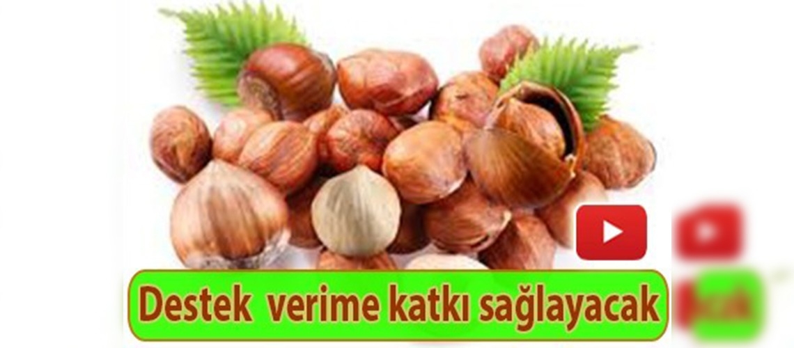 Fındığa alan bazlı gelir desteği