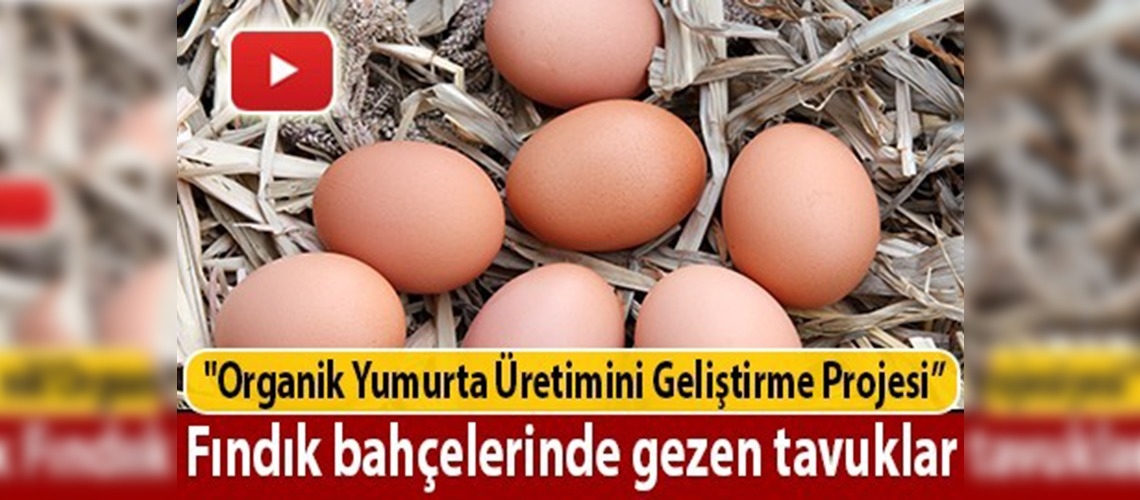 Fındık üreticilerinde organik yumurta sevinci 
