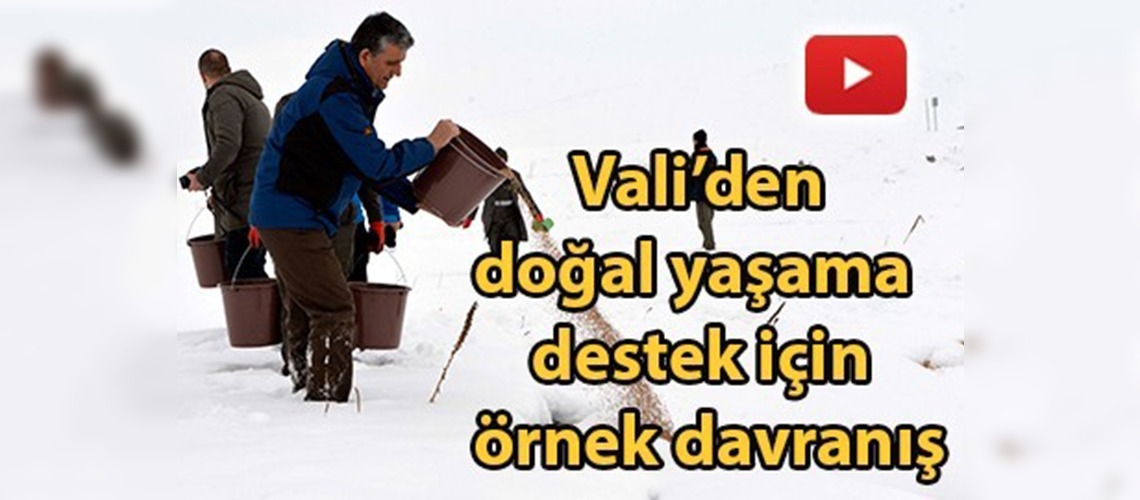Ardahan Valisi yaban hayvanları için yem bıraktı