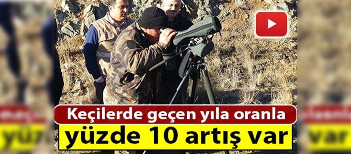 Yaban keçileri kayıt altına alınıyor