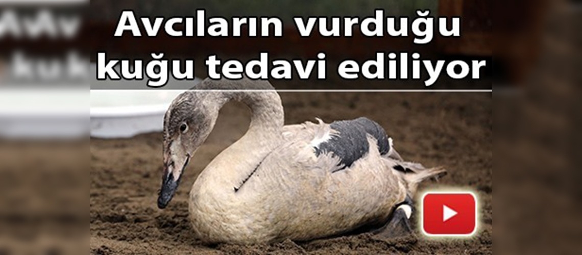 Yaralı kuğu tedavi altına alındı