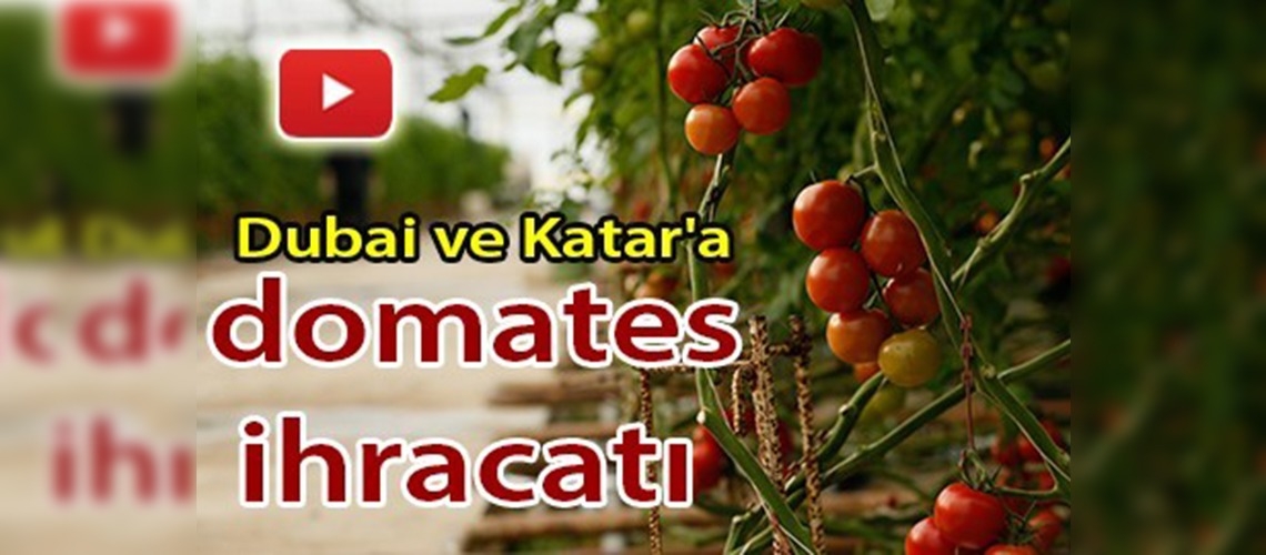 Türk domatesi THY ile havalanacak