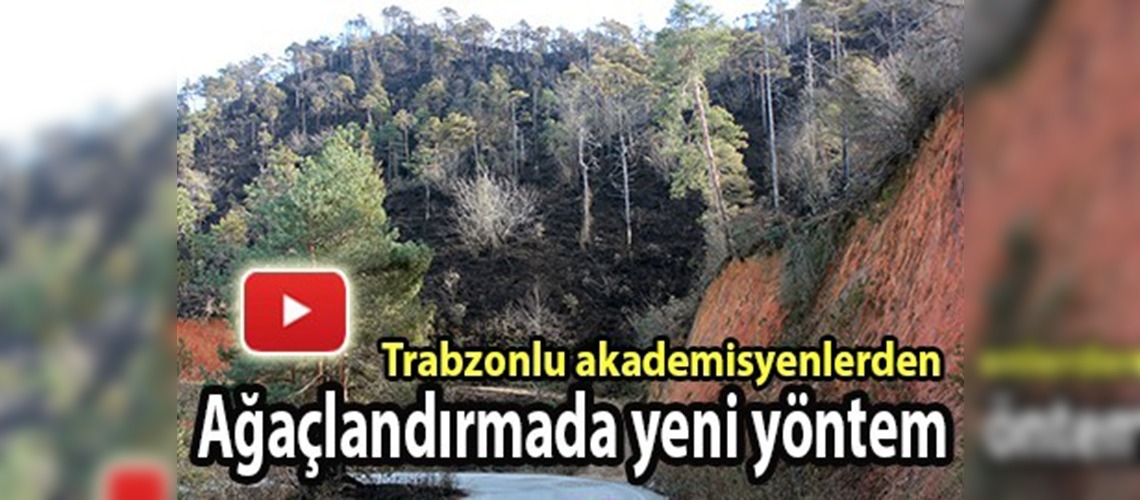 Sarıçamlardan ''tohum'' alacaklar