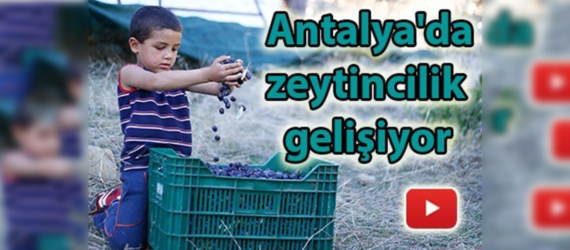 Zeytin Antalyalı çiftçinin yüzünü güldürüyor