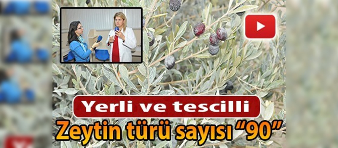 Zeytine ''Hayat'' geliyor