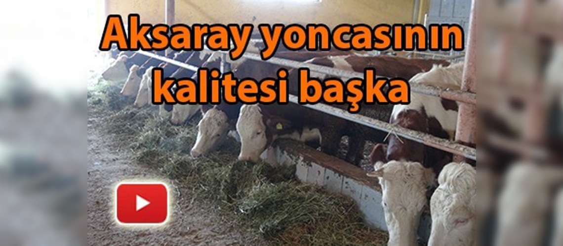 Yoncanın adresi ''Aksaray''