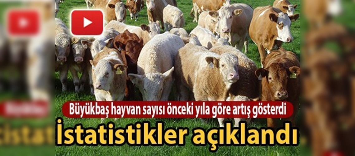 2016 Yılı hayvansal üretim istatistikleri açıklandı