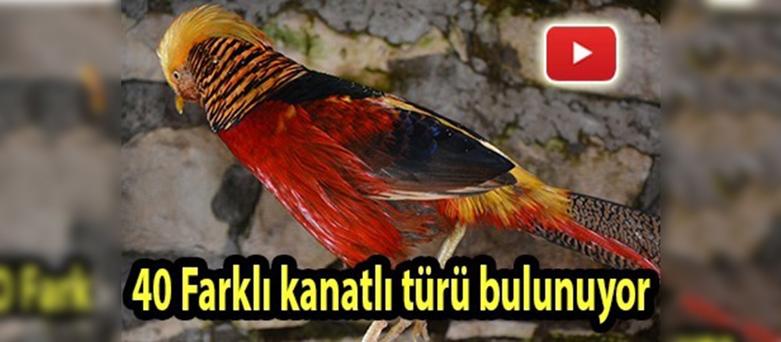 Evinde 400'e yakın hayvan besliyor