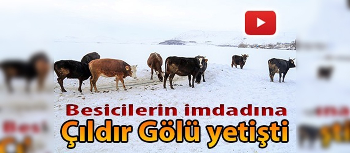 Hayvanlarını gölde suluyorlar