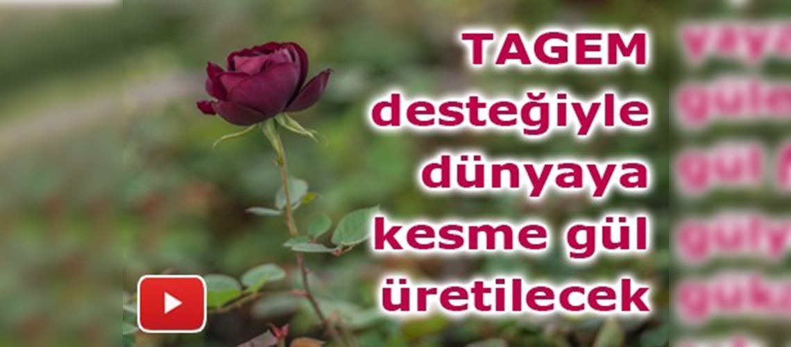 Halfeti'nin karagülü Şanlıurfa seralarında yetişecek