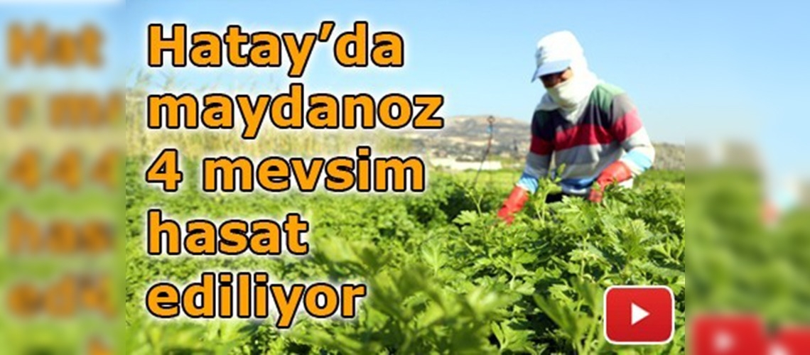 Samandağ maydanozu dünya mutfaklarına gidiyor