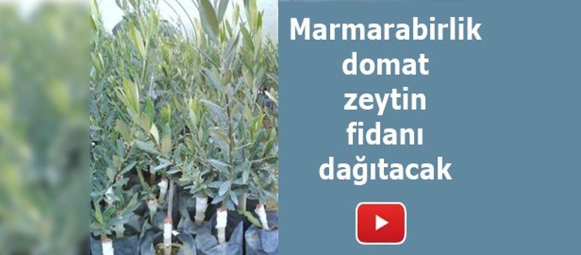 Yeşil zeytinin ihracattaki pazar payı artacak