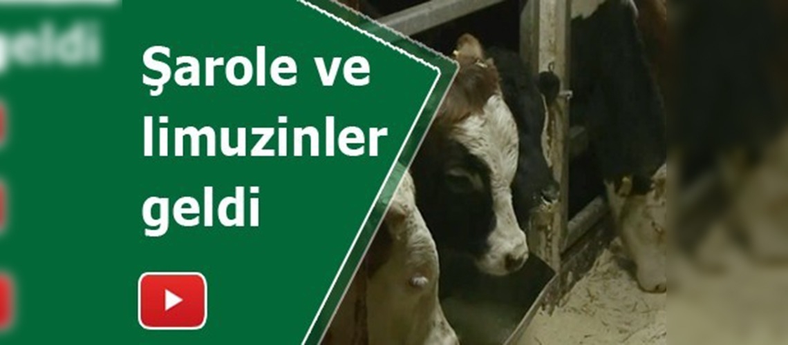 Kırmızı et açığı onlarla kapatılacak