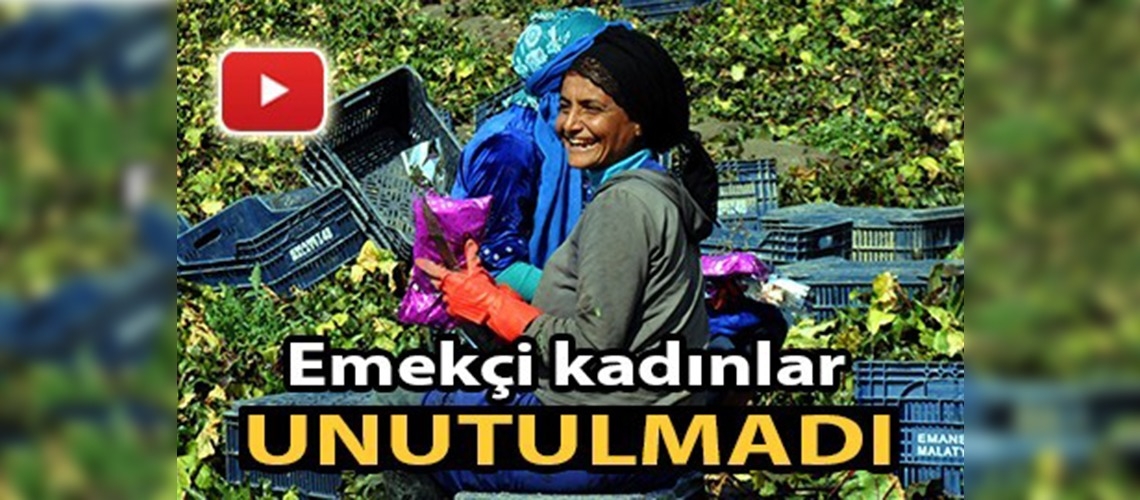 Turp tarlasında çalışan kadınlara karanfil