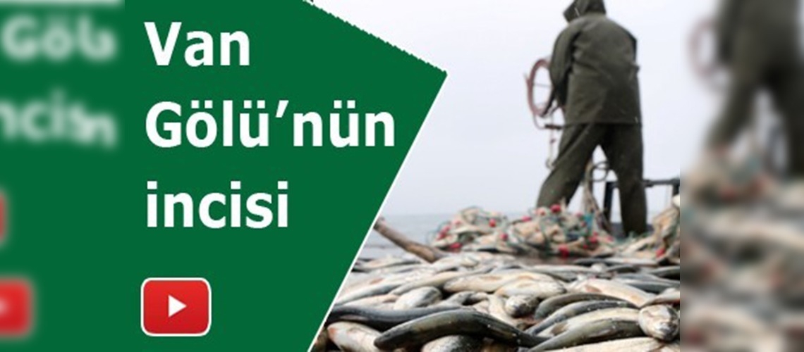 İnci kefali av yasağı 15 Nisan'da başlıyor