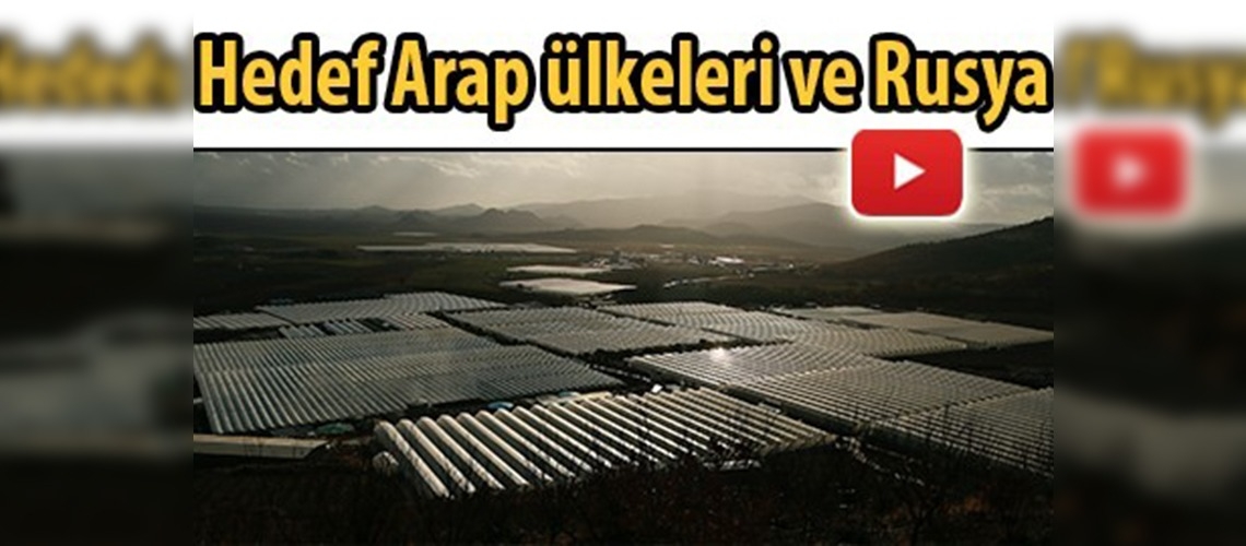 Domates ihracatı artıyor