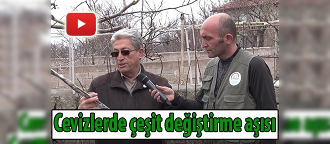 Cevizlerde çeşit değiştirme aşısı 