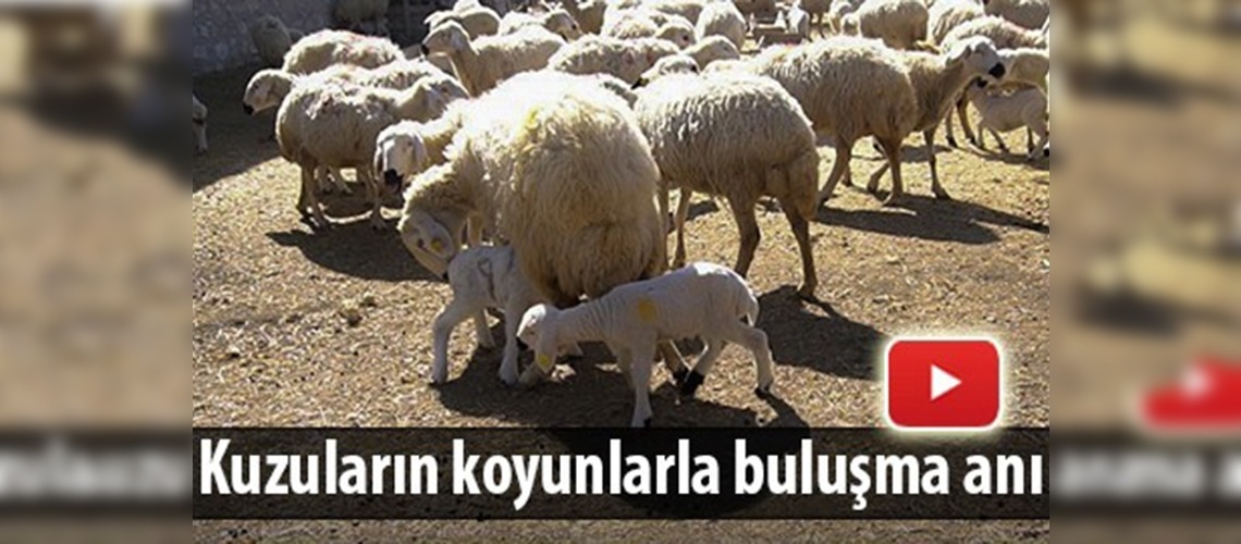 Kuzuların renkli görüntüleri