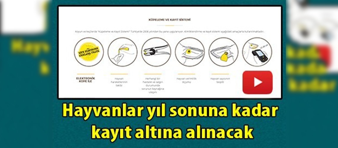 Sığır, koyun ve keçilerin küpelenmesi